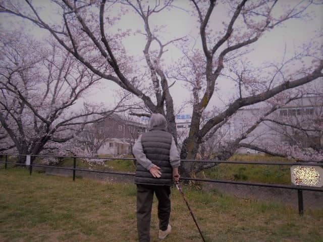 春の木漏れ日の中で 五条川に映る桜 Sunsunstyle Blog