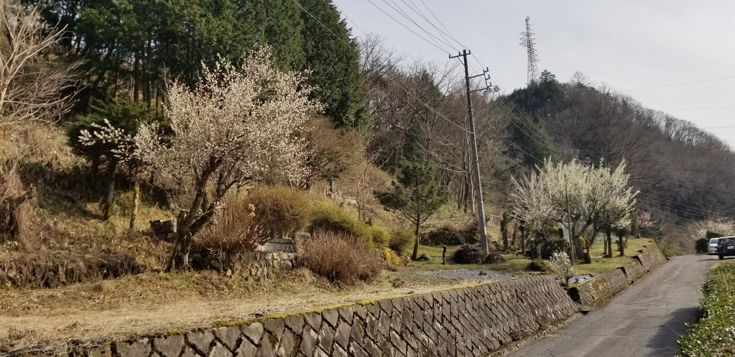 🌸新年度　始まりました🌸