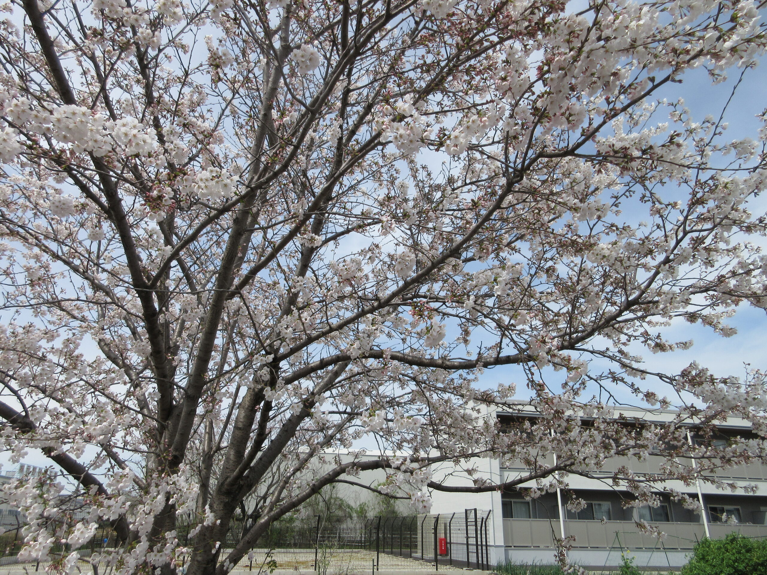 【第2グレイスフル春日井】とある日のお花見日和🌸