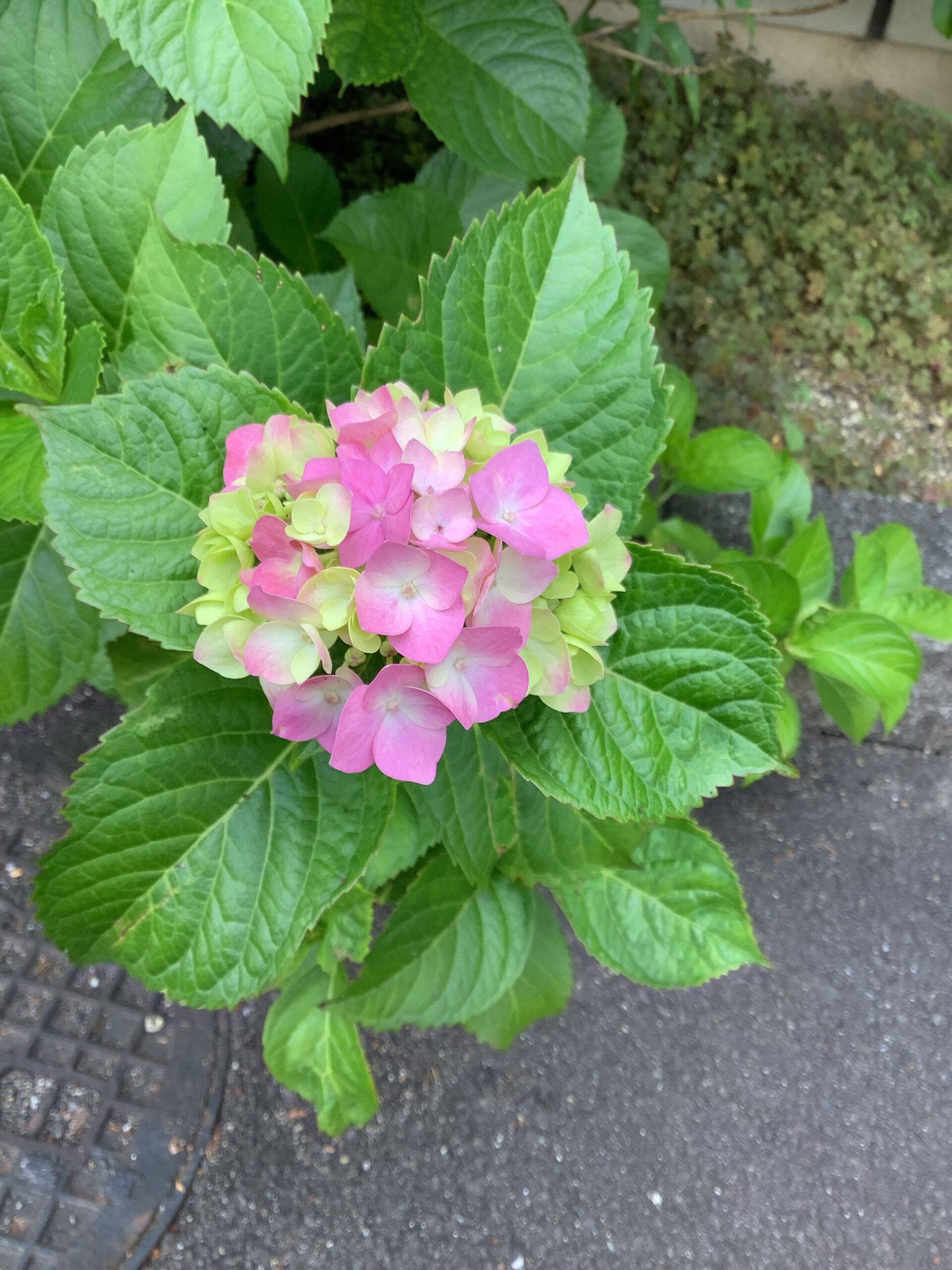 ７月といえば・・・七夕　🎋