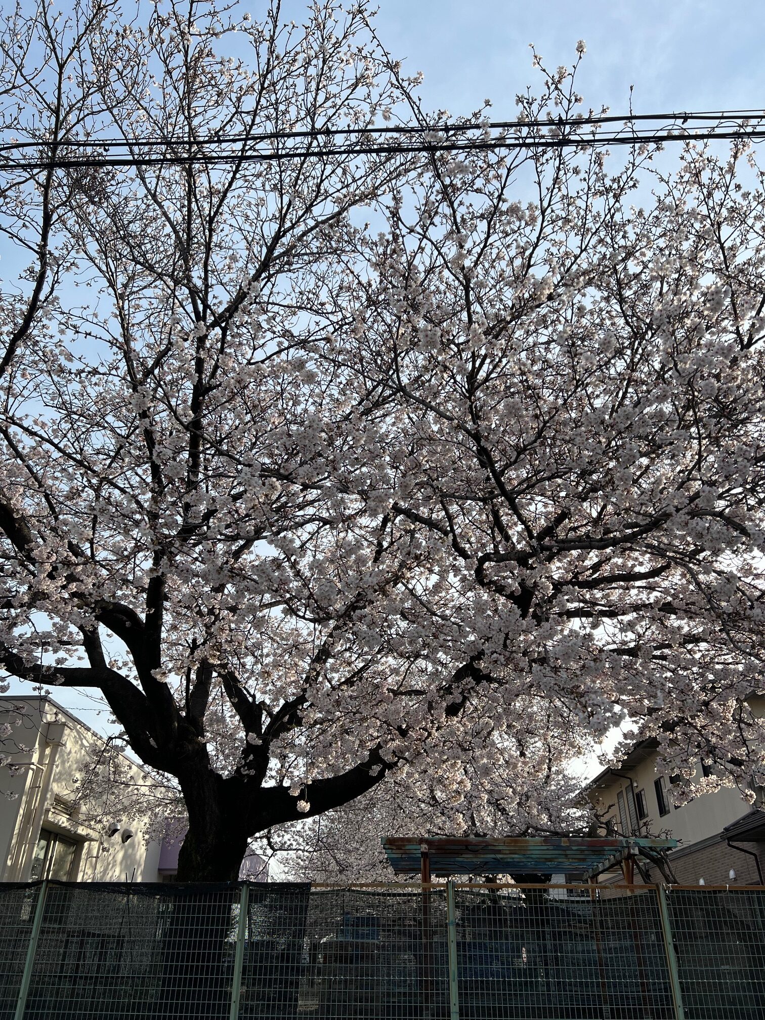 【第2サンライフ江南】桜の季節に想うこと