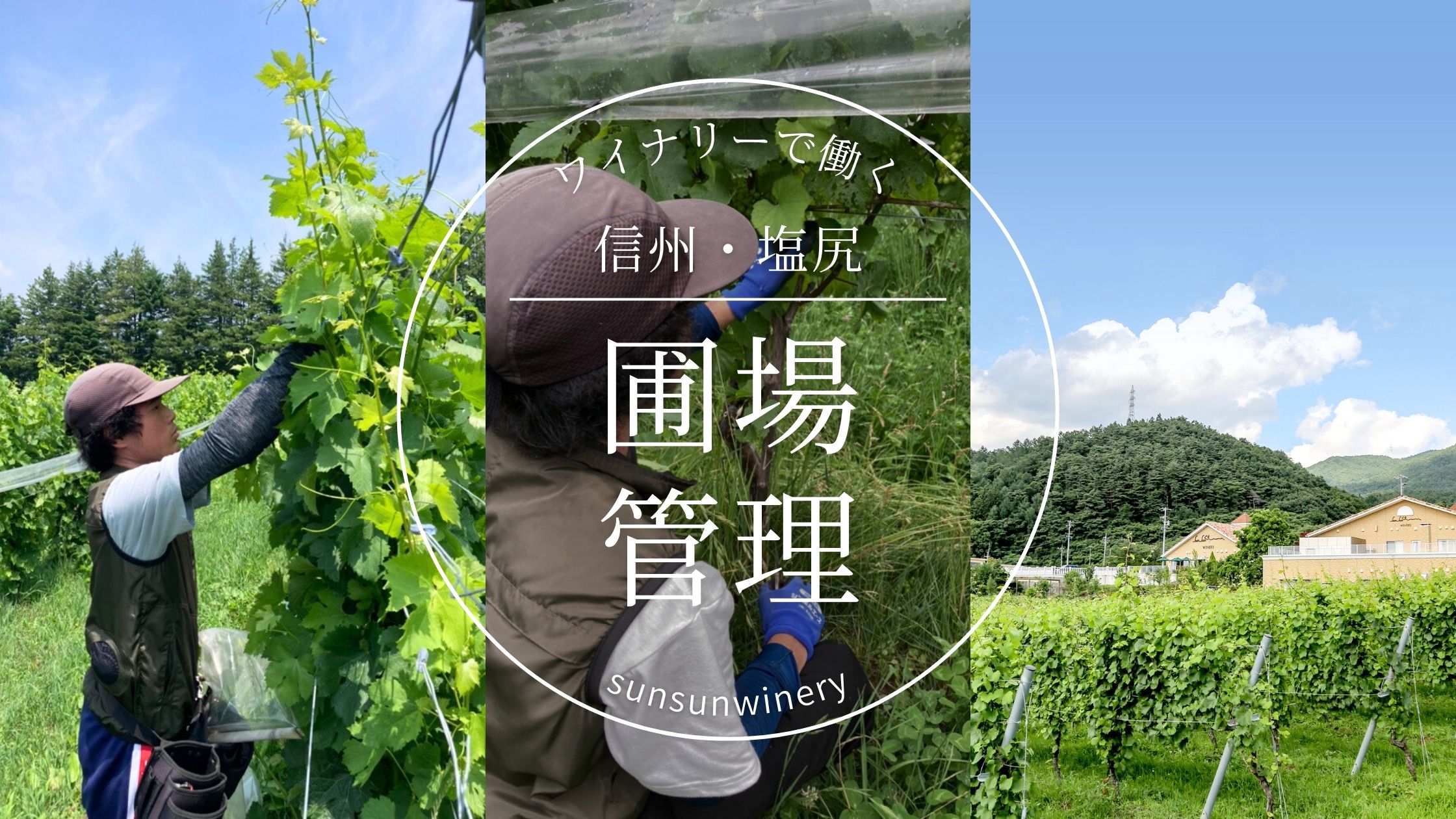 サンサンワイナリー　新入社員としての第一歩