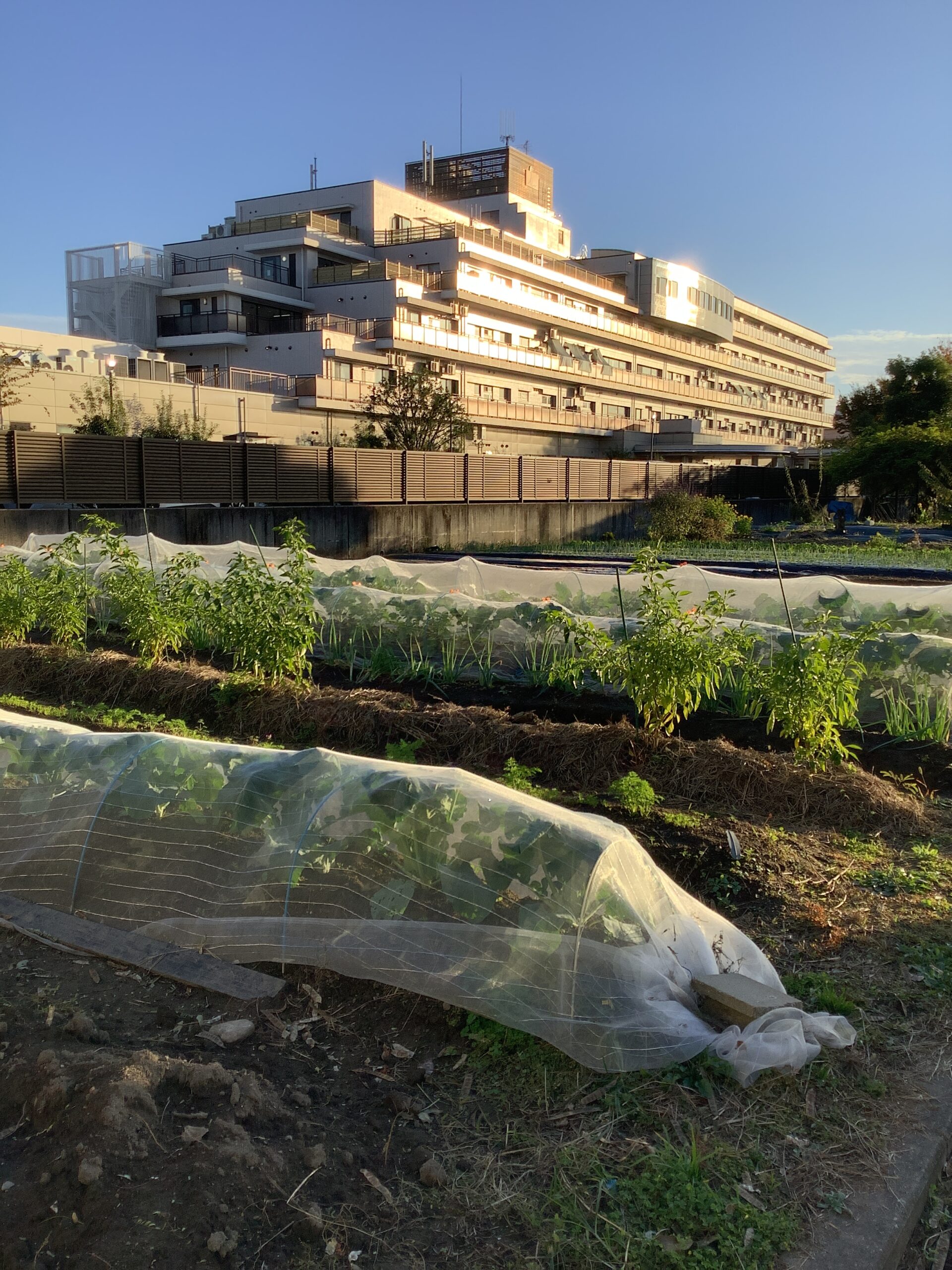 第2回　収穫祭！！　【グレイスフル春日井　特養棟】