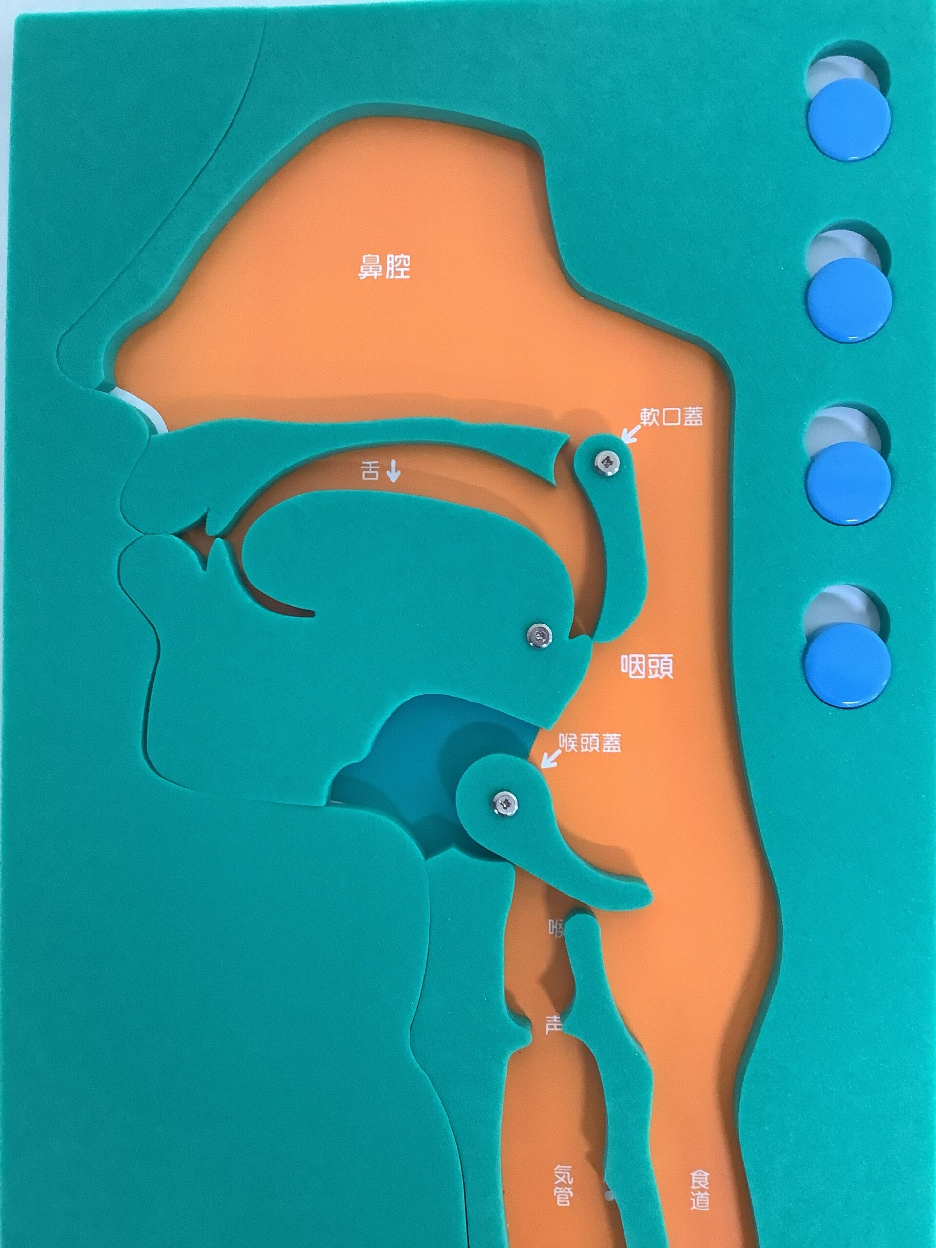 地域サロンにて介護予防教室を開催