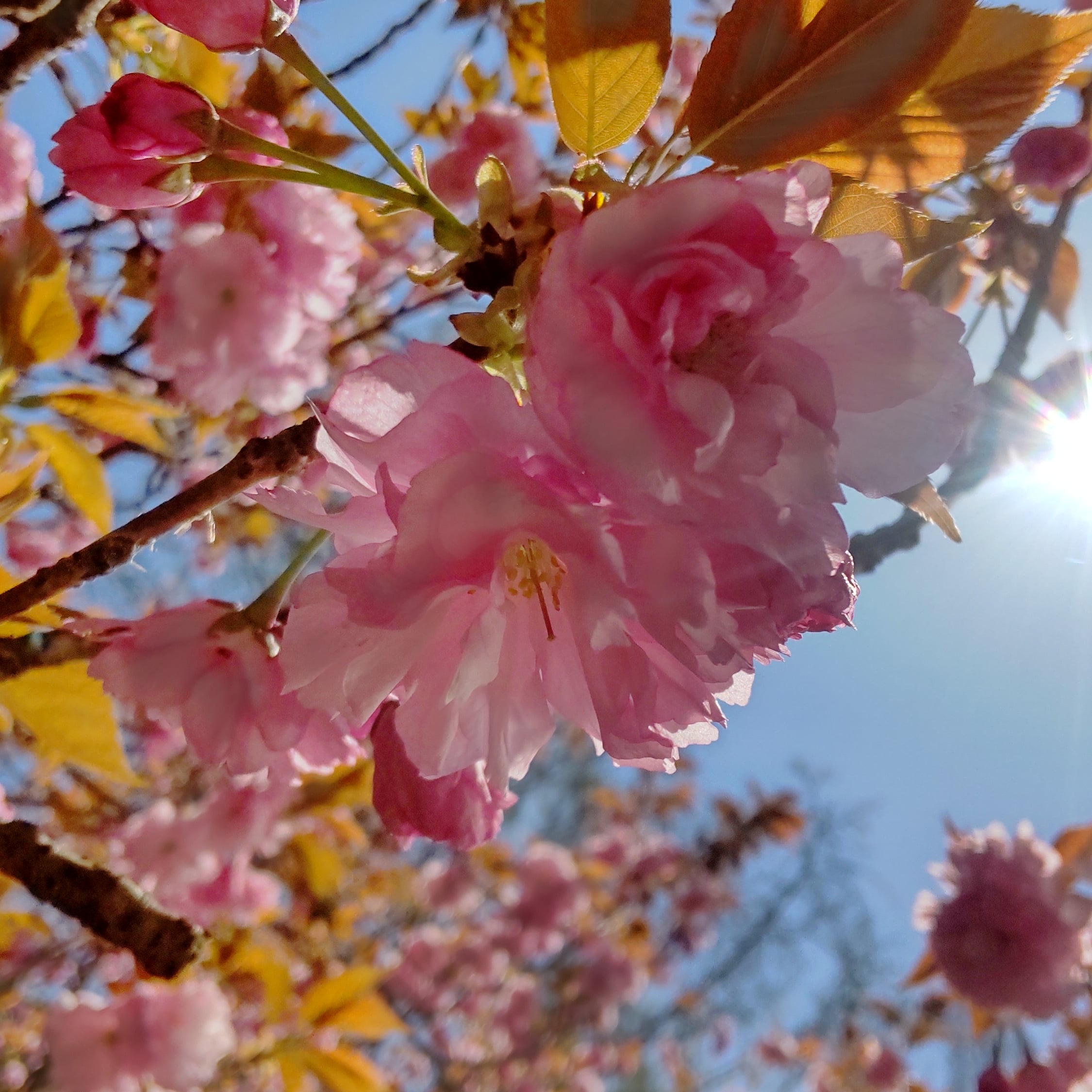 【大型デイサービス太古の湯】それぞれの道