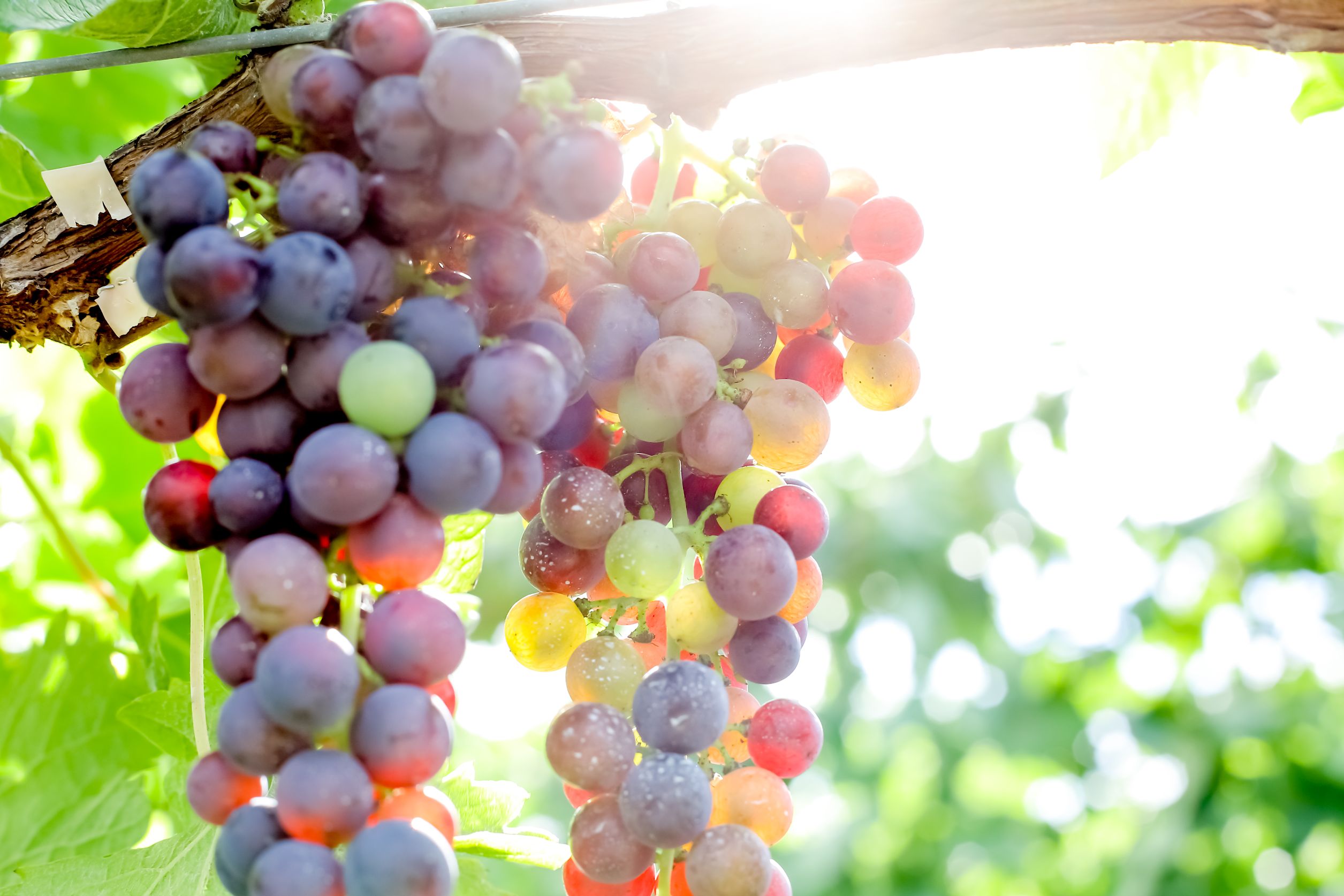 10年の歩みが結実した、最高峰の一滴。「グランキュヴェ」誕生の物語