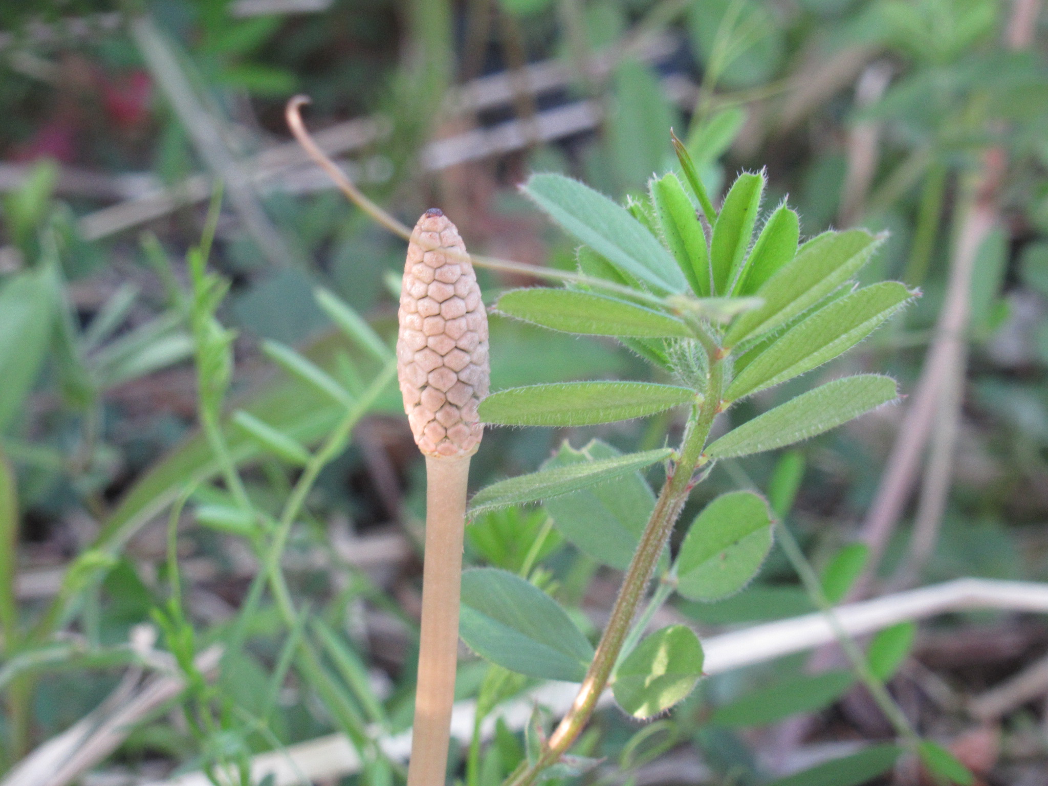 【リゾート春日井：リゾートの日常】春ですね～🎵
