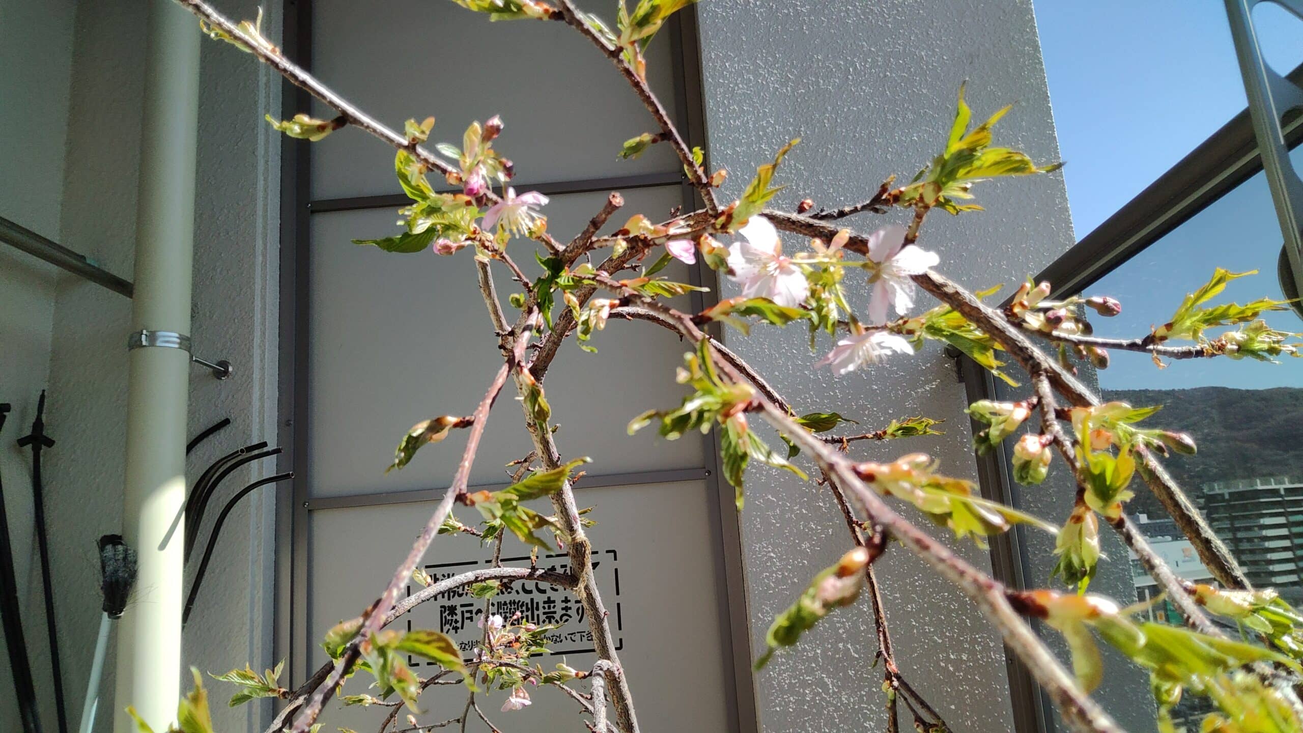 季節のお楽しみ