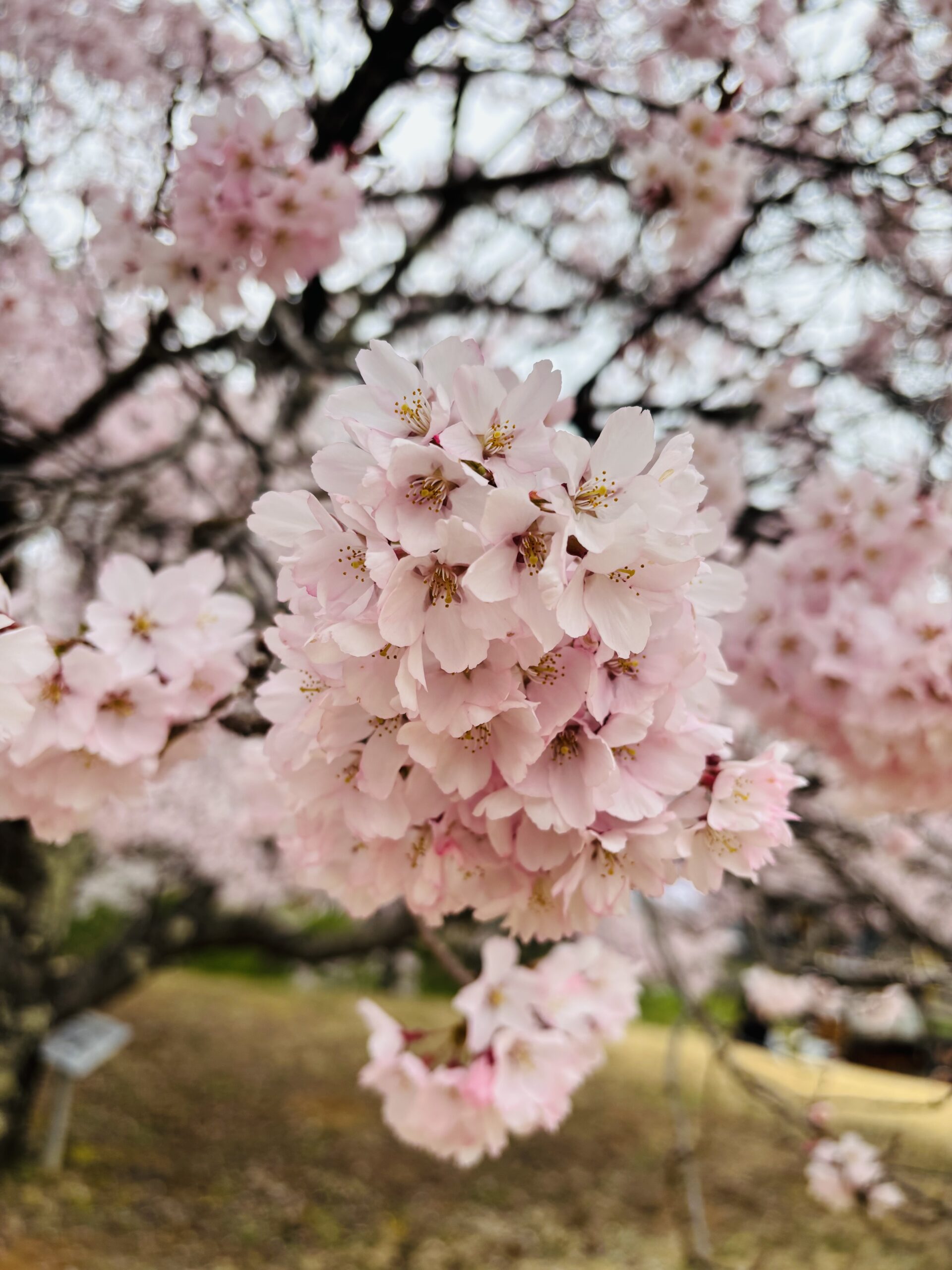 特別になった、今年の春