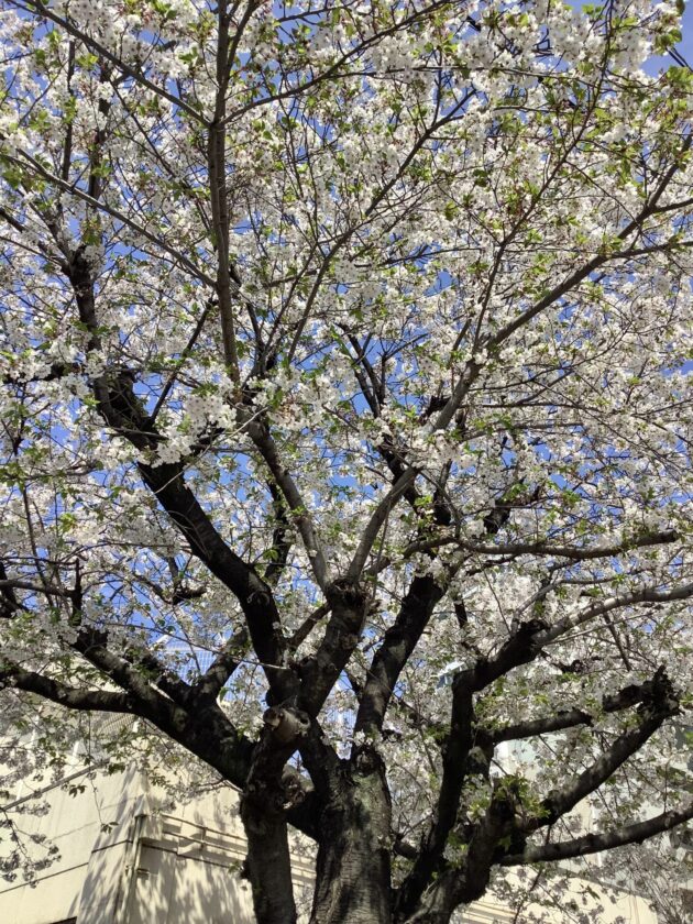 【ジョイフル千種】毎年恒例のお花見に出かけました