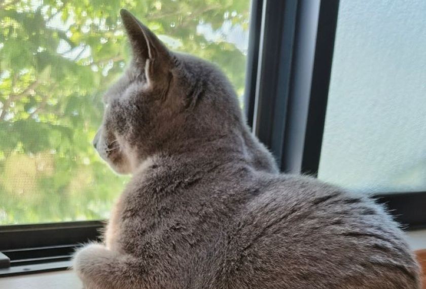 猫アレルギーですが猫飼っています