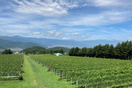 ワイナリー工場見学につきまして