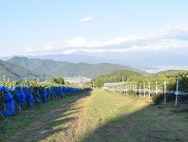 ワイナリー建物概略