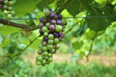 お盆連休中のご案内